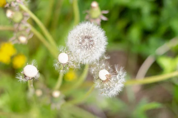 Vita Fluffiga Maskros Grönt Gräs Ovanifrån — Stockfoto