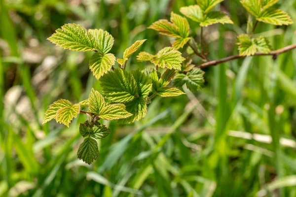 Feuilles Framboise Sur Gros Plan Bush — Photo