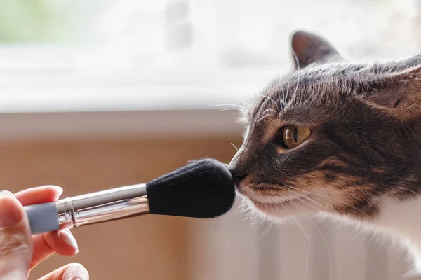 Kedi koklama makyaj fırça yakın çekim.