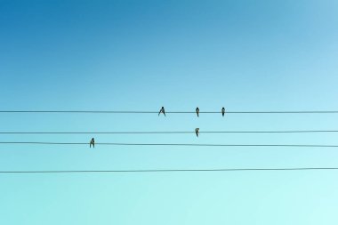Kuş mavi gökyüzüne karşı teller üzerinde oturan bir grup.