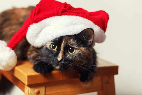 Flauschige Katze Mit Weihnachtsmütze Sitzt Auf Einem Hocker — Stockfoto