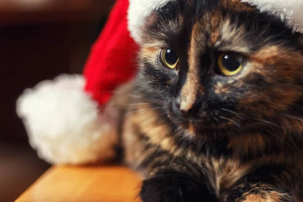 Načechraný Kočka Klobouku Vánoční Sedí Stoličce — Stock fotografie