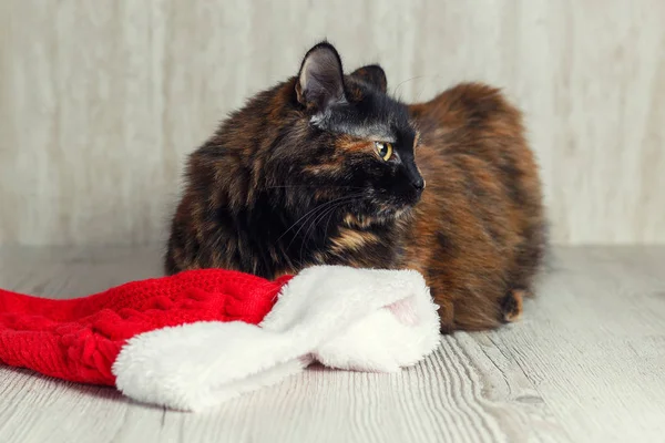 Offended cat lying near the Christmas hat and turned away dissatisfied.