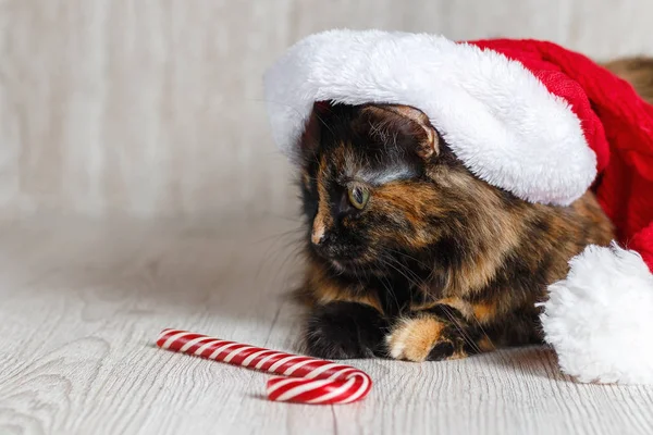 Roztomilý Kočka Uhýbaje Vánoční Klobouku Nedaleko Leží Lízátko — Stock fotografie
