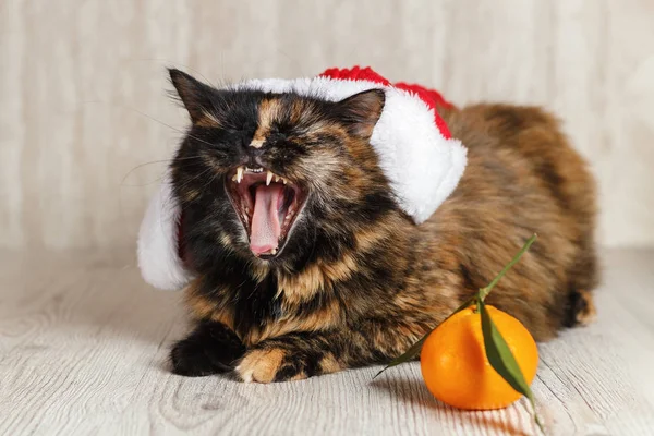 Kočka Klobouku Vánoční Leží Blízkosti Mandarin Zívá — Stock fotografie