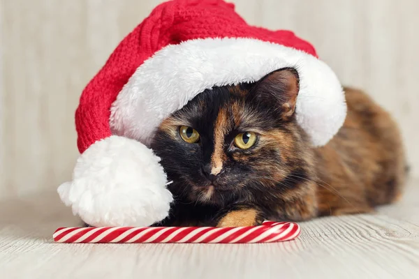 Kočka s rozhněvaného pohledu v Santa klobouk a candy cane — Stock fotografie