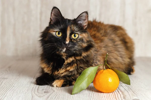 Kedi baktılar bir bakışla Mandarin yatıyor