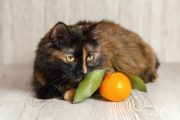 Sevimli bir kedi bir Mandarin yatıyor ve bu burnunu çekmek