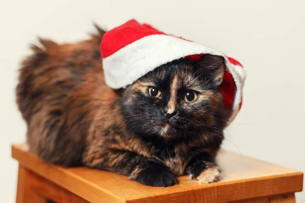 Pluizig kat in een kerstmuts zittend op een kruk — Stockfoto