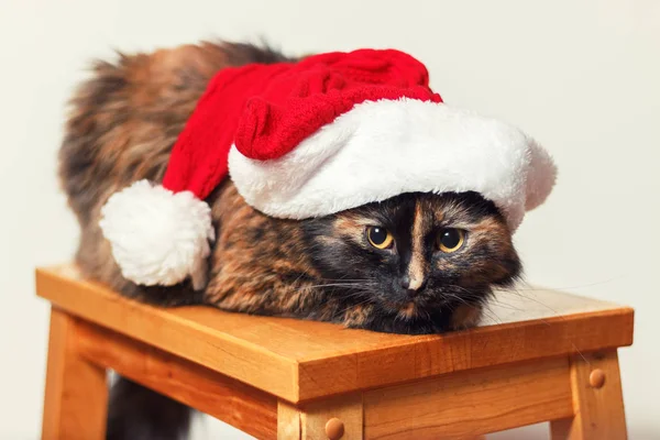 Fluffiga katten i en jul hatt sitter på en pall — Stockfoto