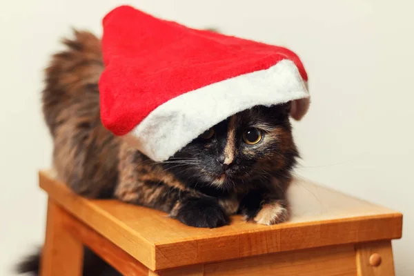 Pluizig kat in een kerstmuts zittend op een kruk — Stockfoto