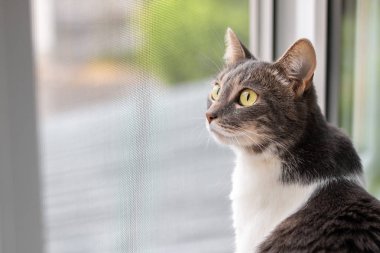 Pencere pervazındaki kedi camdan dışarı bakıyor.