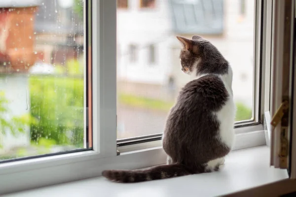 Cat senta-se no peitoril da janela perto de uma janela aberta, para o qual vai r — Fotografia de Stock