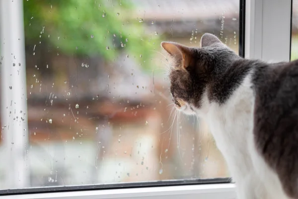 Yağmur pencereden dışarı bakarak pencere üzerinde kedi