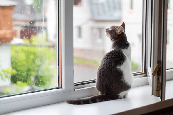 Cat senta-se no peitoril da janela perto de uma janela aberta, para o qual vai r — Fotografia de Stock