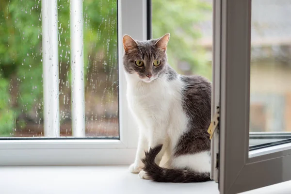 Cat senta-se no peitoril da janela perto de uma janela aberta, para o qual vai r — Fotografia de Stock