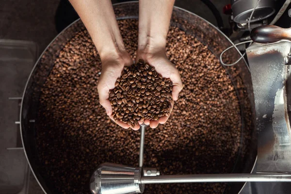 Grains of fresh coffee roasting in hands on the background of th