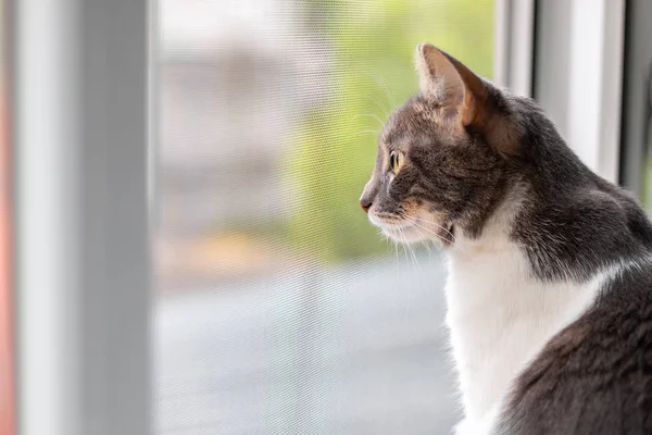 Pencere pervazındaki kedi camdan dışarı bakıyor.