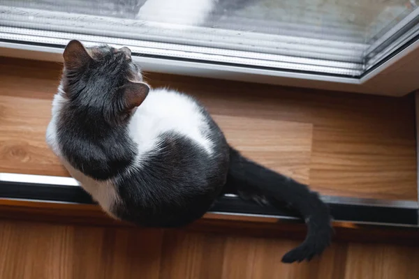 A cat sits near window and curiously looks at rain outside window.