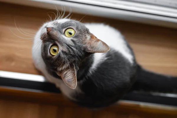 猫は窓の近くに座って 好奇心旺盛に見上げる トップビュー — ストック写真