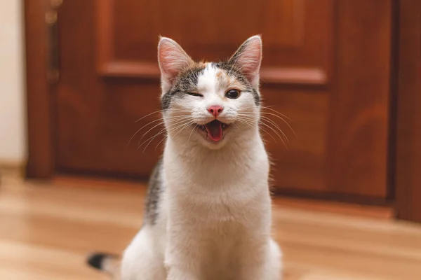 Gatinho engraçado bonito com boca aberta e um sorriso pisca na câmara — Fotografia de Stock