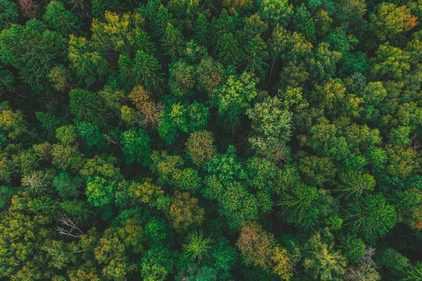 Air view of the beautiful autumn forest. Forest texture top view