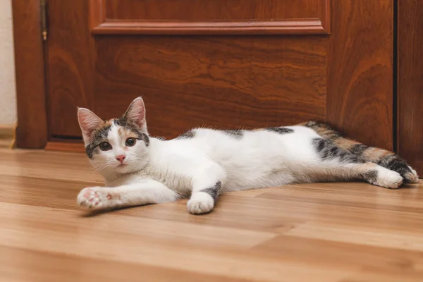 Gatinho colorido bonito deitado no chão e olhando para a câmara — Fotografia de Stock