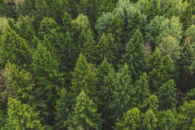 Güzel sonbahar ormanının hava görünümü. Orman dokusu üst görünümü