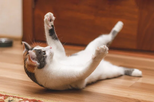 Bonito gatinho brincalhão caindo no chão — Fotografia de Stock