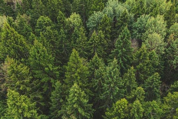 Air view of the beautiful autumn forest. Forest texture top view