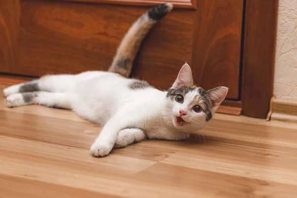 Bonito gatinho alegre deitado no chão com a boca aberta e — Fotografia de Stock