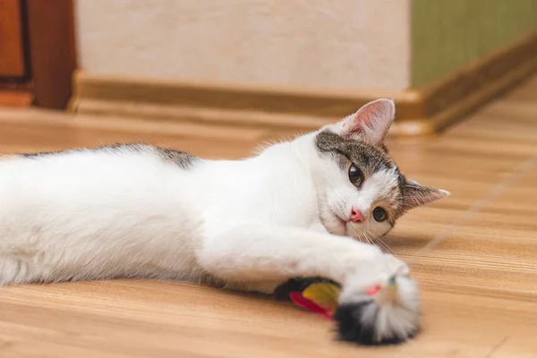 Bonito gatinho colorido deitado no chão e brincando com um para — Fotografia de Stock