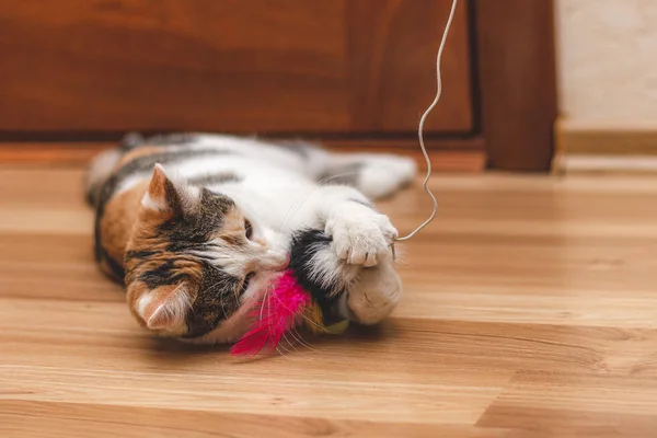 Cute colorful kitten lying on the floor and playing with a toy — Stock Photo, Image