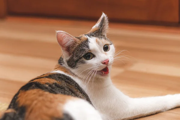 Bonito gatinho colorido deitado no chão com o rosto virado int — Fotografia de Stock