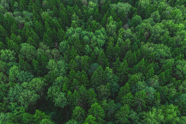Güzel yeşil ormanın havadan görünümü. Orman doku üst vi