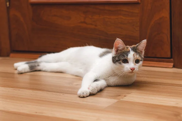 Gatinho bonito deitado no chão e olha para o lado com curiosidade . — Fotografia de Stock