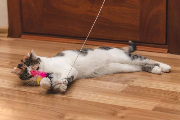 Yerde yatarken sevimli renkli kedi yavrusu ve bir oyuncak ile oynuyor