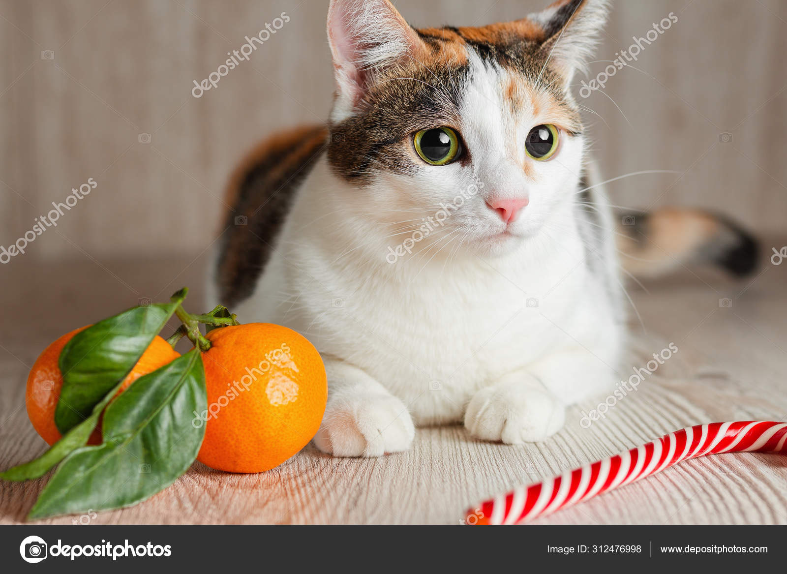 Tangerine tabby cat