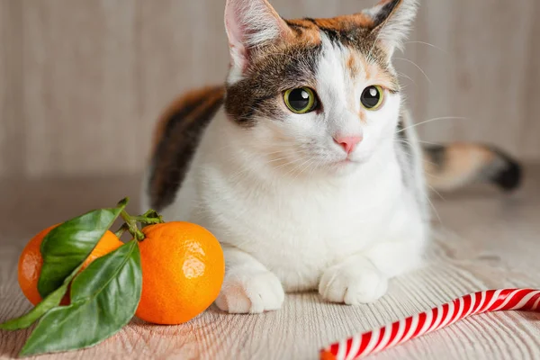 Zencefilli kedi, mandalina ve lolipop arasında oturur.