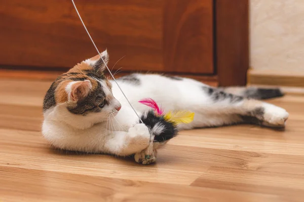 Śliczne kolorowe Kitten leżącego na podłodze i grając z zabawką — Zdjęcie stockowe