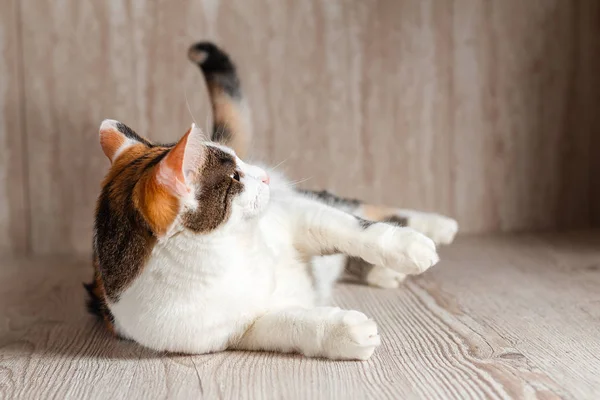 Ahşap bir yüzeye uzanmış renkli şirin kedi.