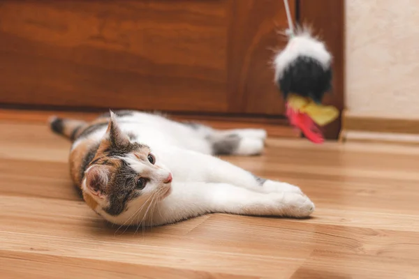 Gatinho colorido bonito deitado no chão e olhando para o brinquedo — Fotografia de Stock