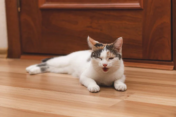 Cansado jogado gatinho deitado no chão com os olhos fechados e — Fotografia de Stock