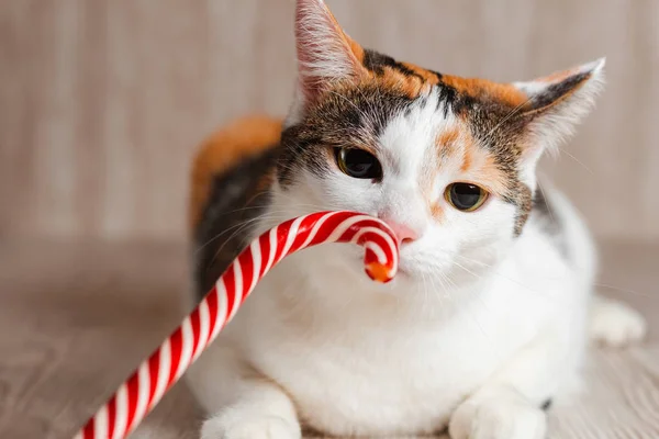 Barevné roztomilé kočka zvědavě čichání cukrová třtina — Stock fotografie
