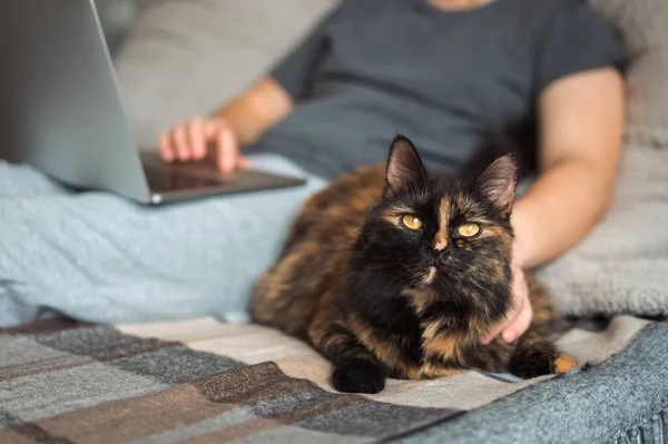 Yatağın üzerinde bir adam dizüstü bilgisayarla çalışıyor ve yanında bir kedi yatıyor. Uzak çalışma.