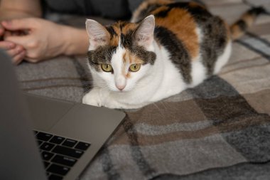 Yatağın üzerinde bir adam dizüstü bilgisayarla çalışıyor ve yanında bir kedi yatıyor. Uzak çalışma.
