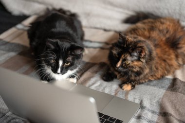 İki kedi dizüstü bilgisayarın önünde yatar ve ekrana bakar. Uzaktan çalışma ve çevrimiçi öğrenme kavramı. Aile filmi çevrimiçi bir sinemada gösteriliyor..