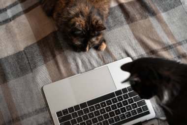 Kedi dizüstü bilgisayarın önünde yatar ve ekrana bakar ve ikinci kedi de yan taraftan ekrana bakar. Uzaktan çalışma ve çevrimiçi öğrenme kavramı.
