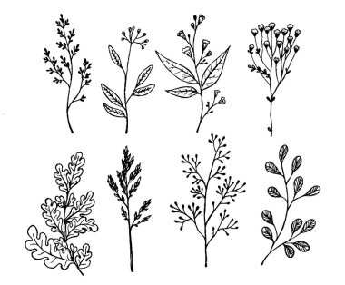 Yaprakları ile ayarlayın. Botanik illüstrasyon