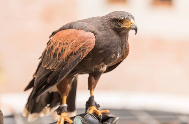 Eğitimli Kırmızı kanatlı Şahin sahibinin el üzerinde oturan